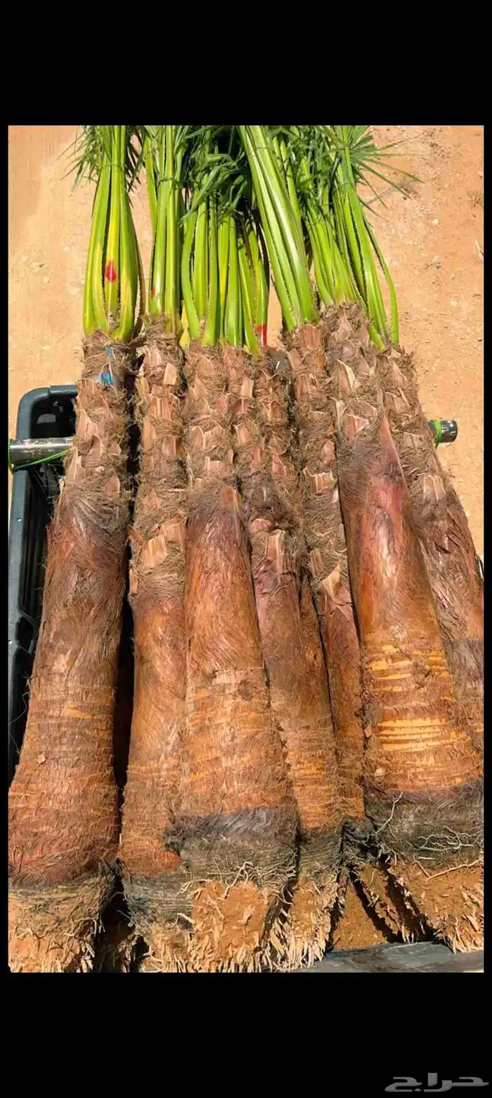 نخيل واشنطني 3