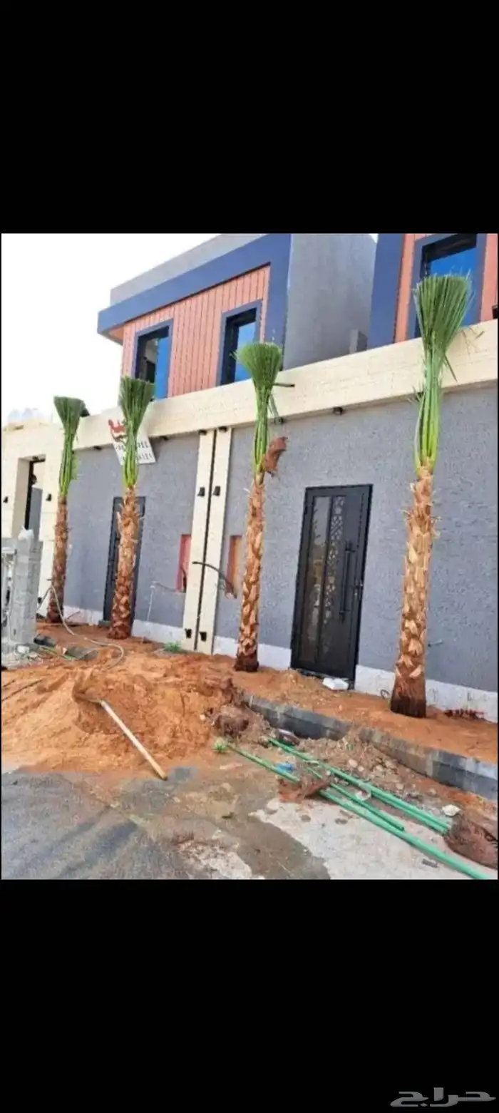 نخيل واشنطني 2