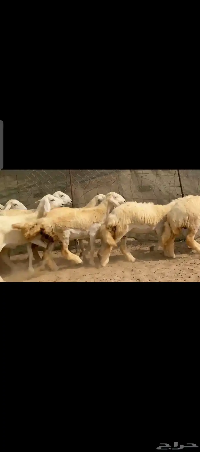 غنم حريات رخال جنب 2