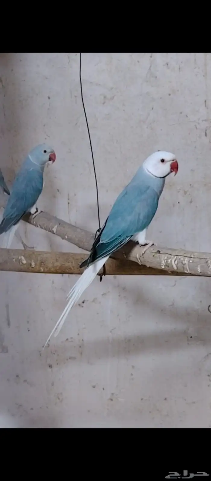جوز دره كلير تيل 0