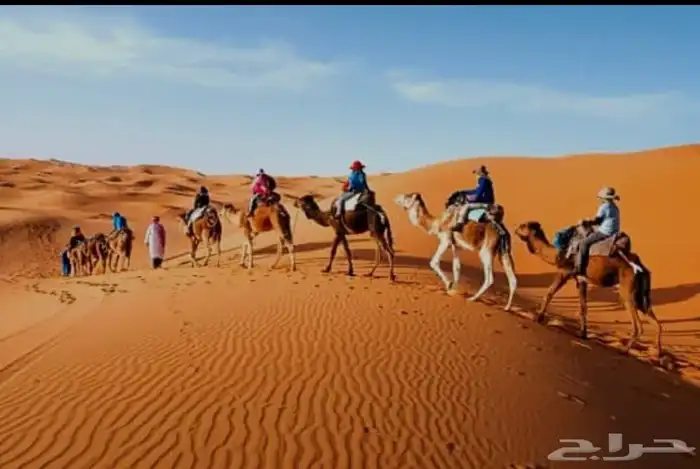اجار جمال وخيول اباعر رحول ركبي بوني سيسي 11