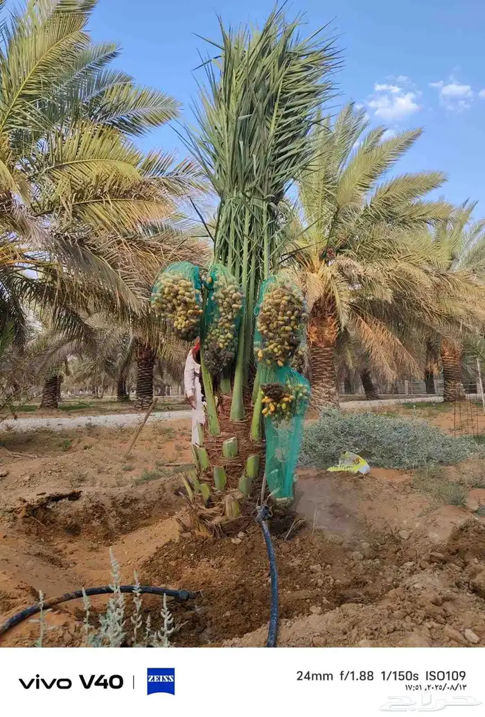 نخيل 4