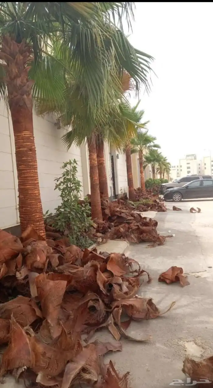نخيل عربي واشنطني 7