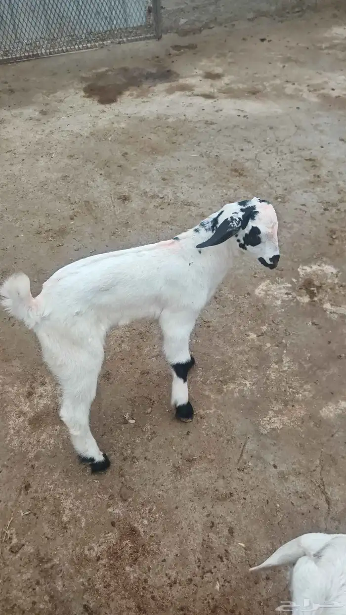 فحل بيشي فاخر صنف 9