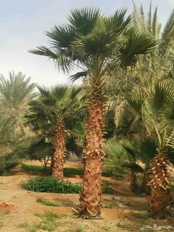 نخل وشنطنى شامل زرع بسعر مناسب 3