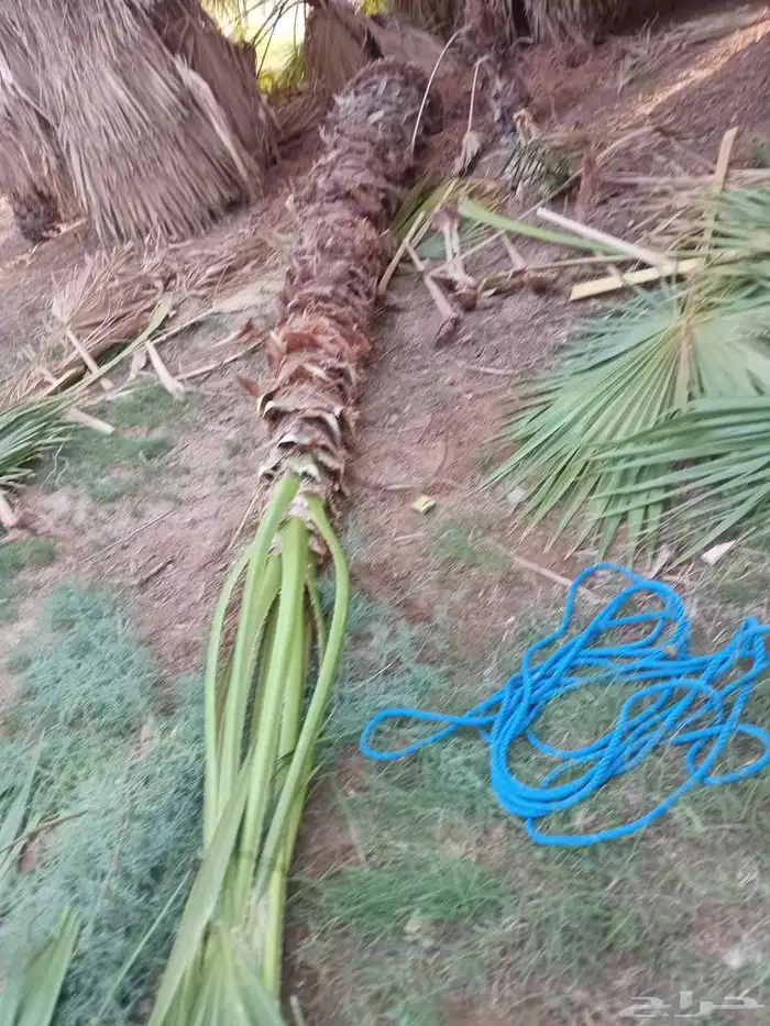 نخيل عربي واشنطني 2