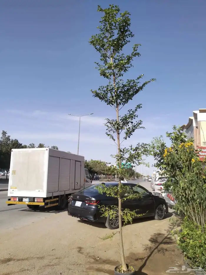 ترمناليا منتالي 2