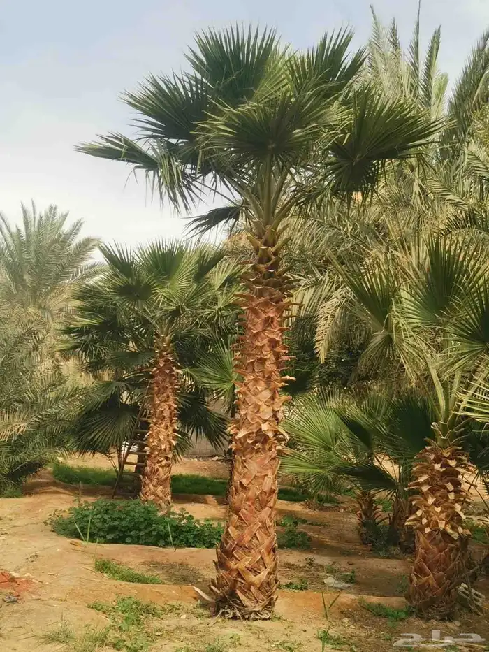 نخل وشنطنى شامل زرع بسعر مناسب 4
