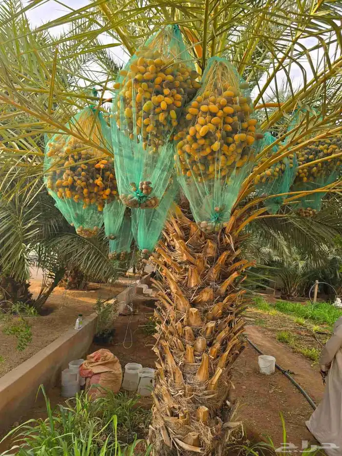 تركيب السياج الأمني الحديدي الشبوك للمزارع وو زراعه النخل 0