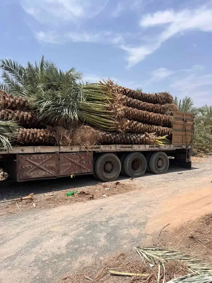 نخل اللبيع جميع انواع انخيل 0