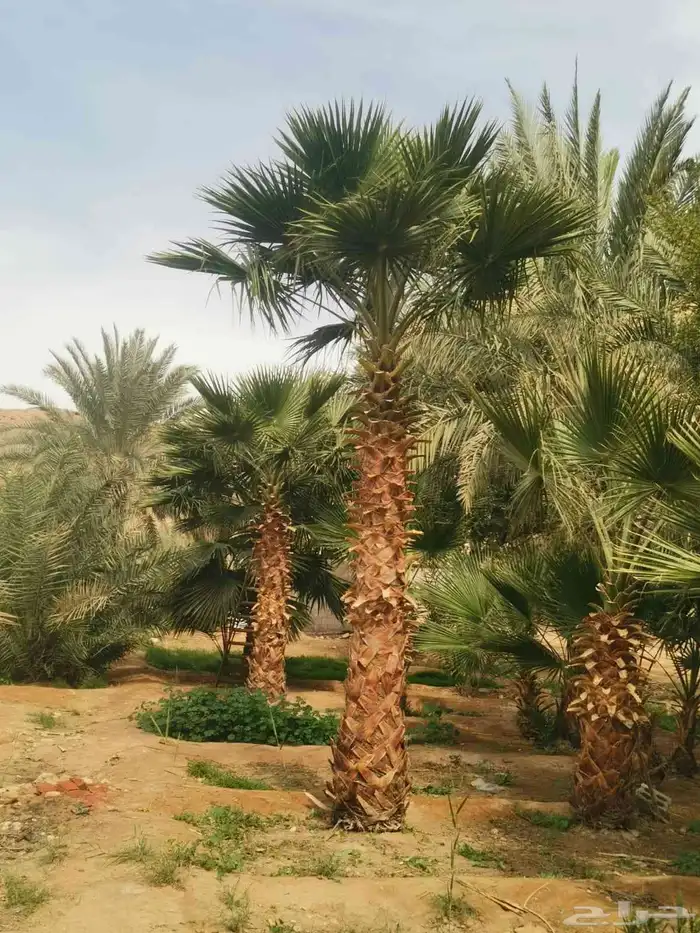 نخل وشنطنى شامل زرع بسعر مناسب 6