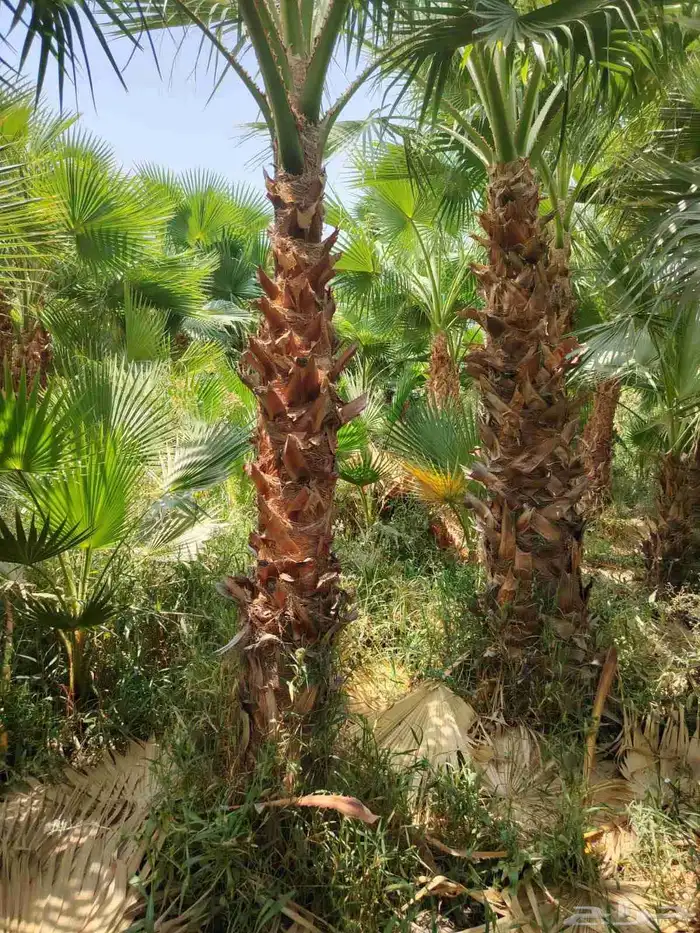 قص أشجار تكريب نخيل زراعة نخيل الزينة والبلدي 3