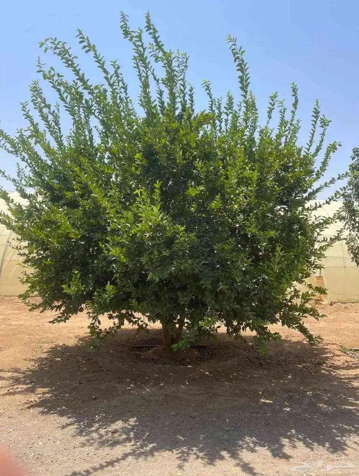 يوجد لدينا حمضيات يوسف فندي ليمون برتقال بو صره تين رمان عنب 3