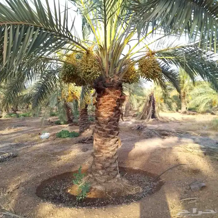 نخيل 1
