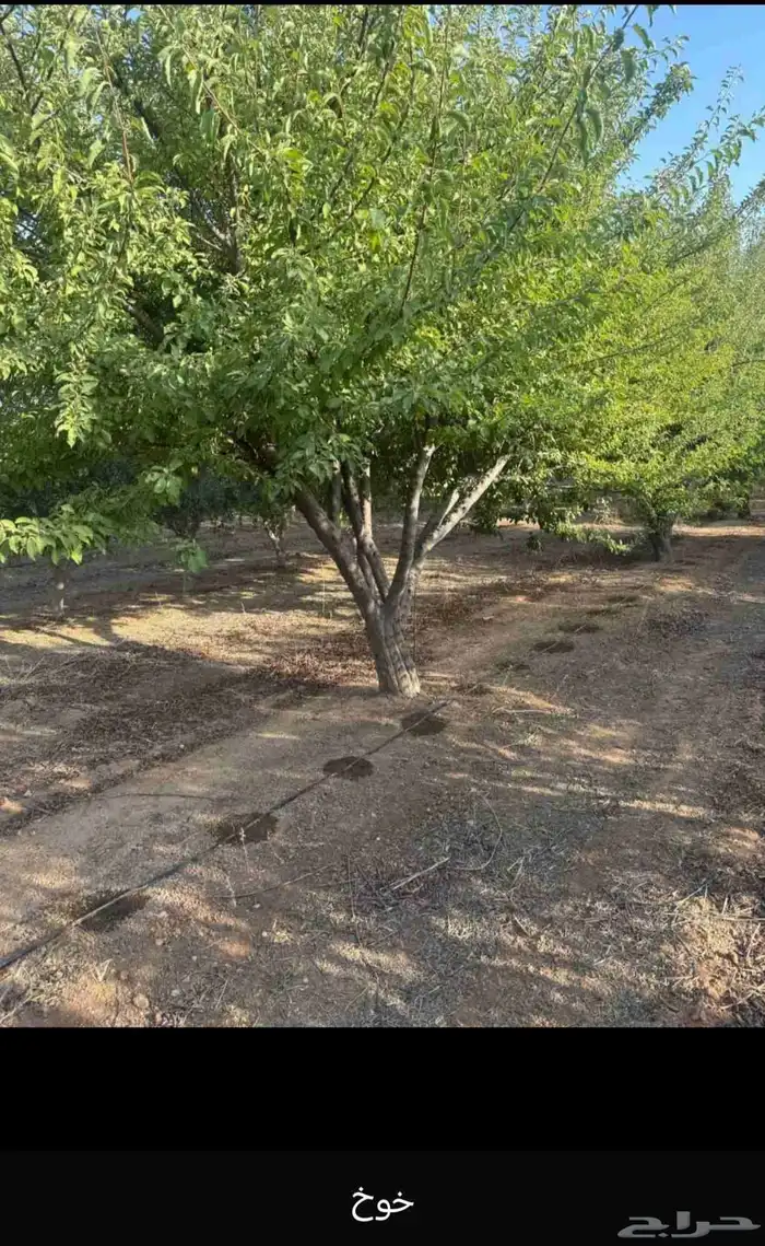 يوجد لدينا حمضيات يوسف فندي ليمون برتقال بو صره تين رمان عنب 9