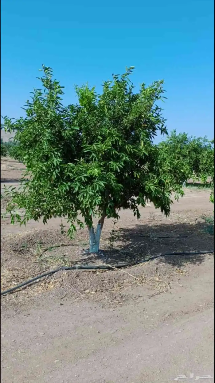 يوجد لدينا حمضيات يوسف فندي ليمون برتقال بو صره تين رمان عنب 0