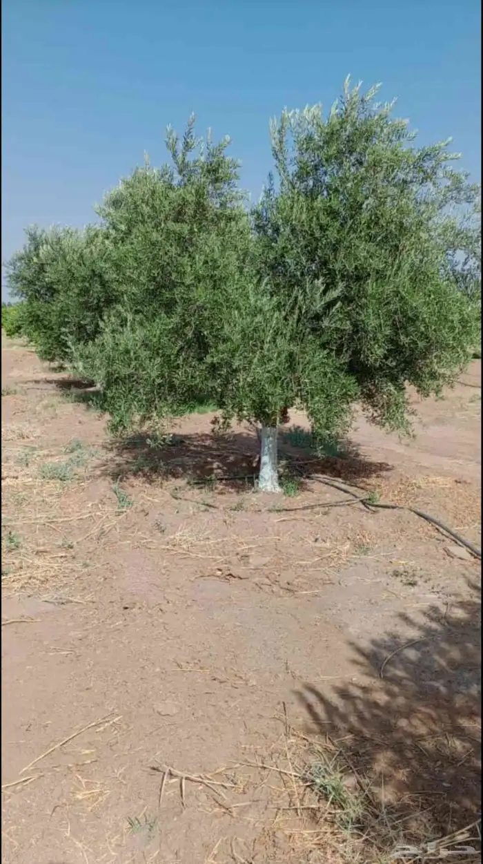 يوجد لدينا حمضيات يوسف فندي ليمون برتقال بو صره تين رمان عنب 2