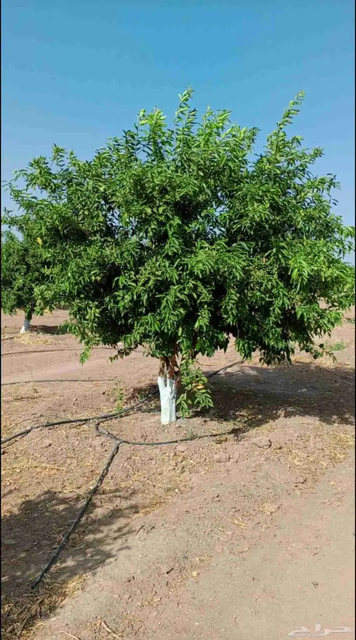 يوجد لدينا حمضيات يوسف فندي ليمون برتقال بو صره تين رمان عنب 6