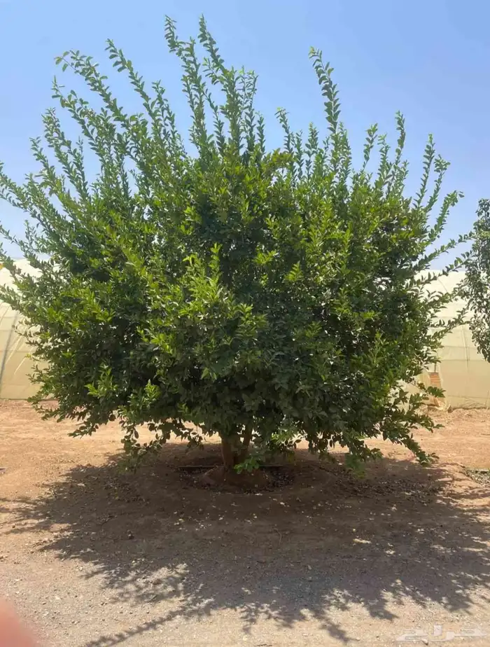 يوجد لدينا حمضيات يوسف فندي ليمون برتقال بو صره تين رمان عنب 7