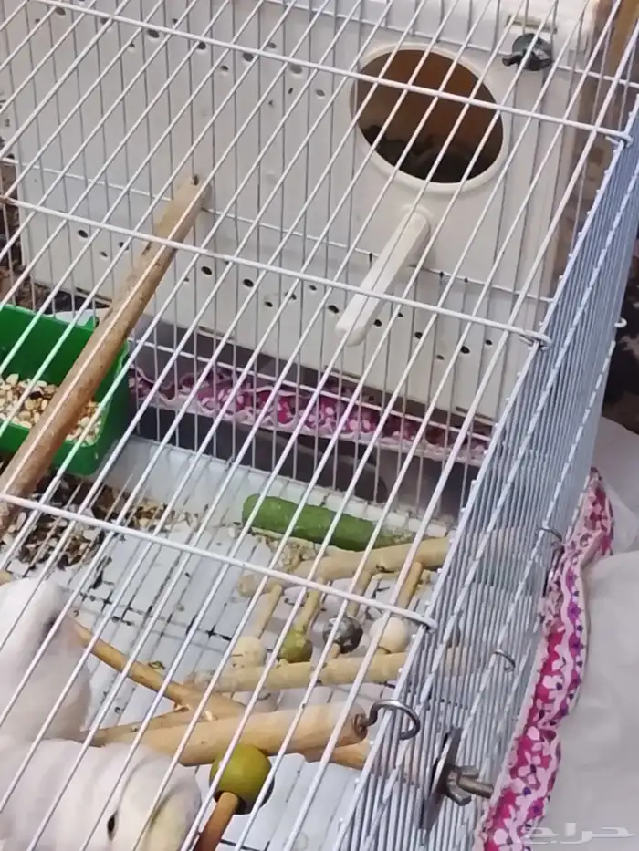 طيور الحب ( الروز) زوج جميل ويعطي بهجة في المنزل 1