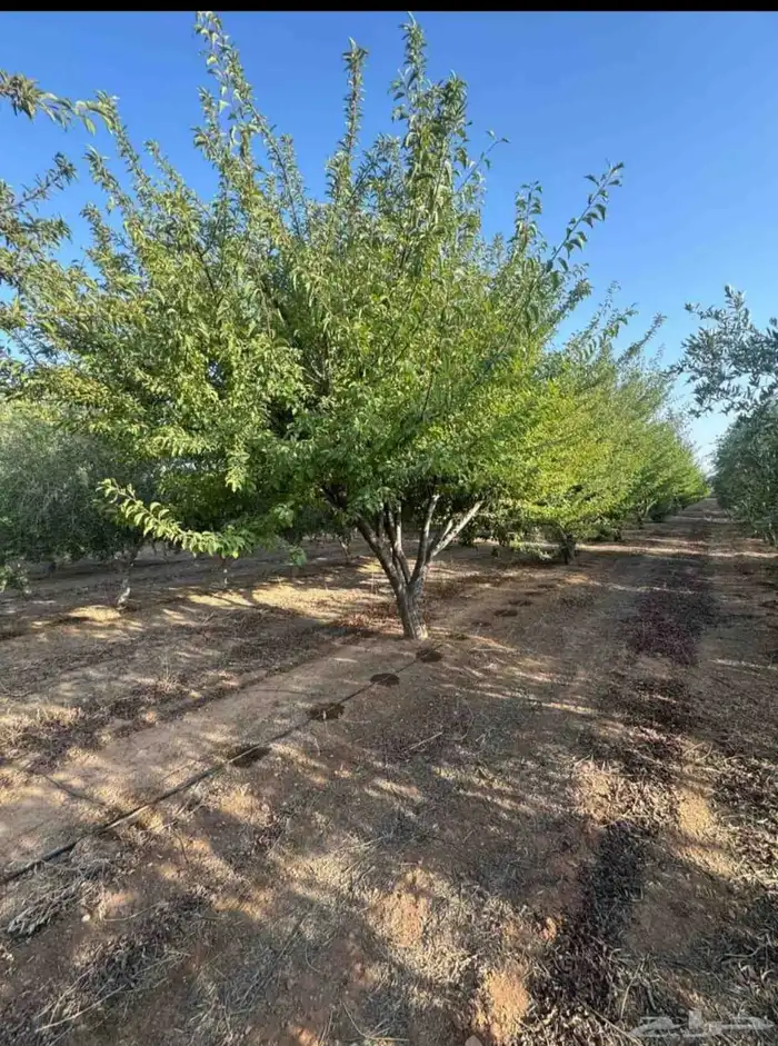 يوجد لدينا حمضيات يوسف فندي ليمون برتقال بو صره تين رمان عنب 8