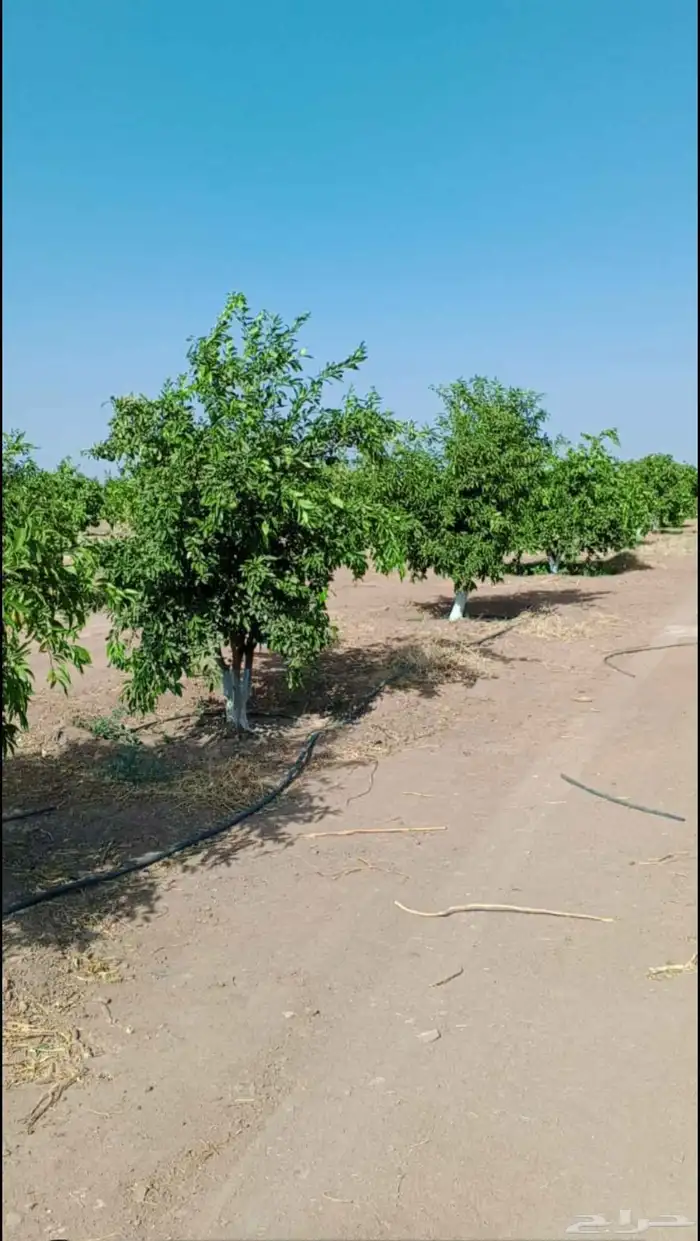 يوجد لدينا حمضيات يوسف فندي ليمون برتقال بو صره تين رمان عنب 5