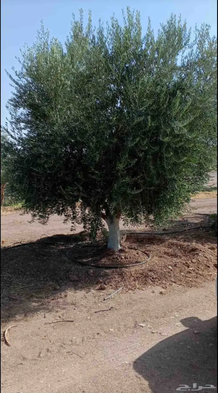 يوجد لدينا حمضيات يوسف فندي ليمون برتقال بو صره تين رمان عنب 4