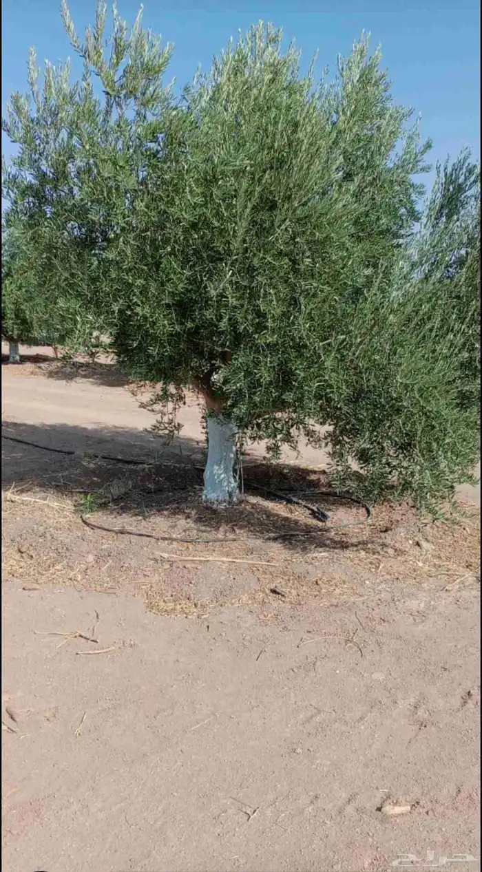 يوجد لدينا حمضيات يوسف فندي ليمون برتقال بو صره تين رمان عنب 1