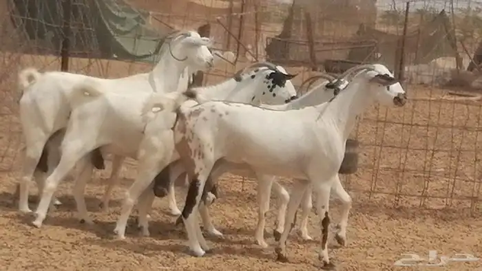 ماعز بيشيات صنف جنب دفيع كحل فاخرة 2