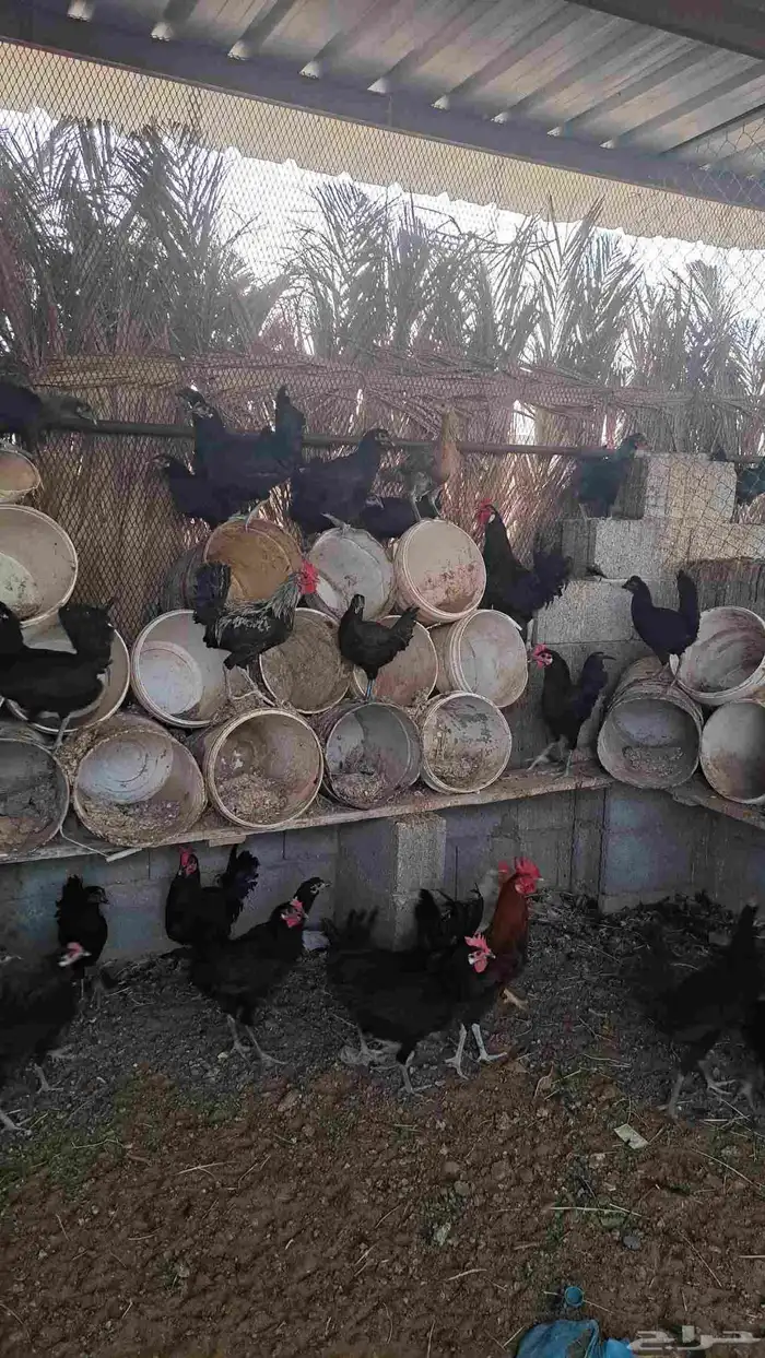 دجاج بياض وديكه 0