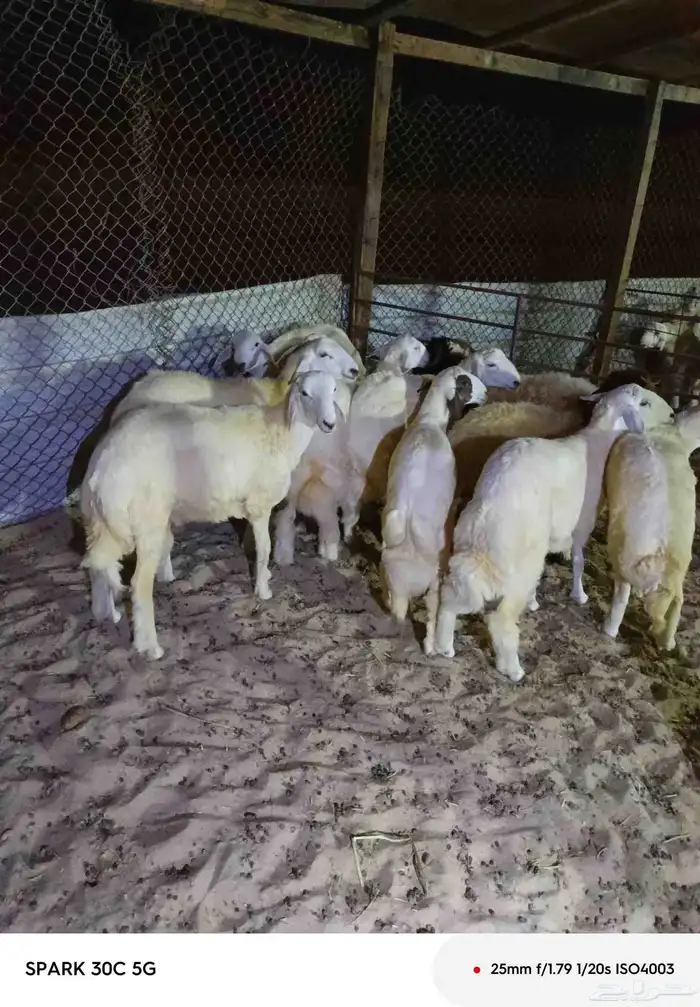 حريات الضاحيه يوجد تابي 0