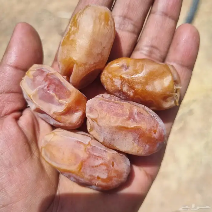 تمور فاخره 0