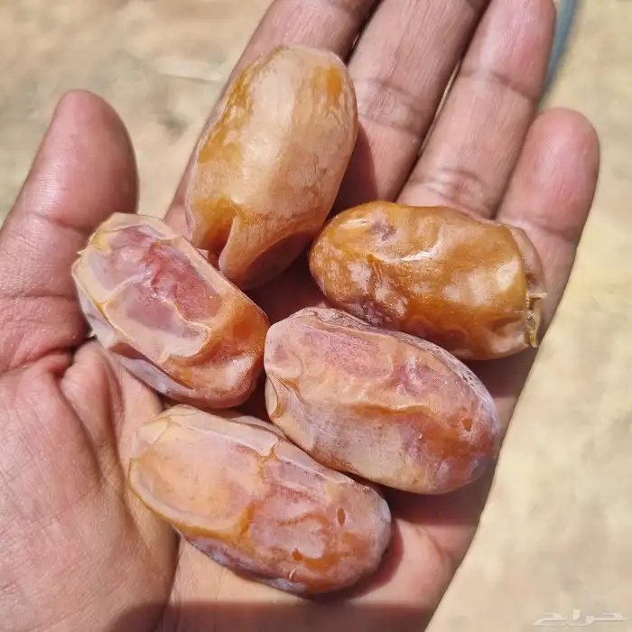 تمور فاخره 1