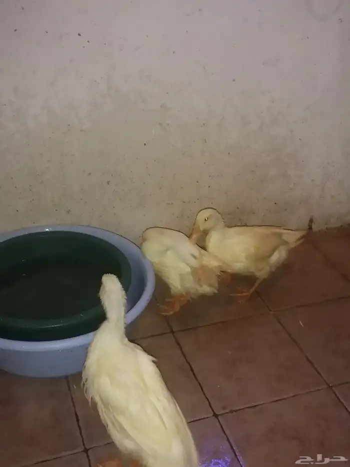 بط بكيني للبيع 3
