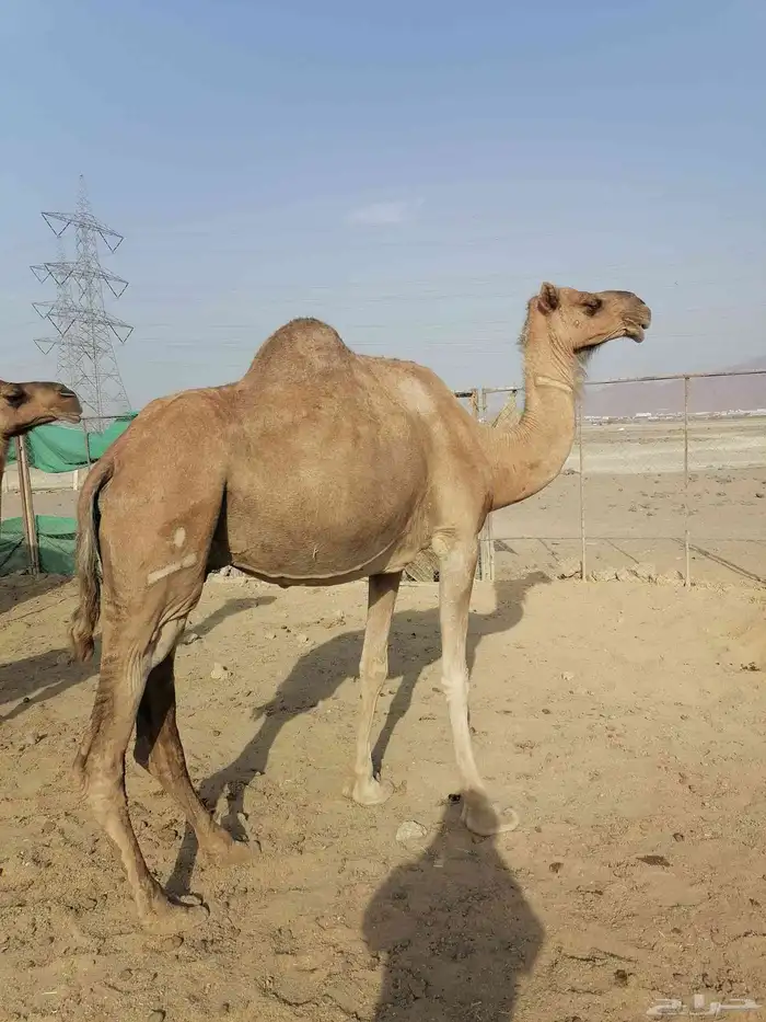 لقحتين حمر تم البيع 3