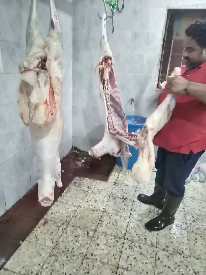 مزرعة ومراح حلال الديرة لبيع الذبايح مع خدمة الذبح والتوصيل 4