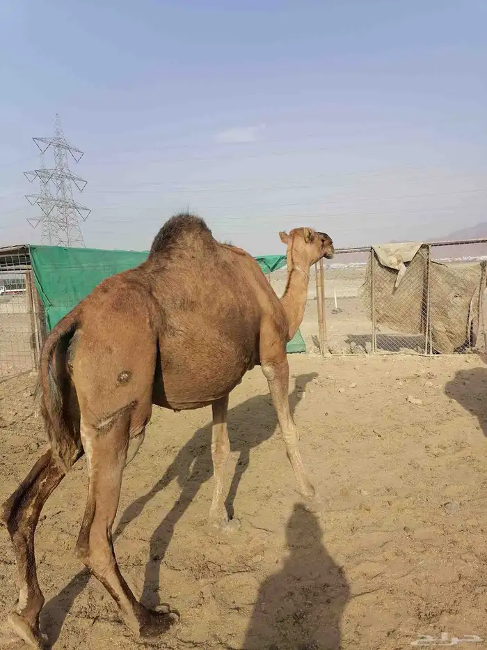 لقحتين حمر تم البيع 5