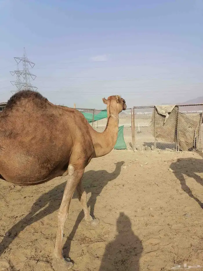 لقحتين حمر تم البيع 0