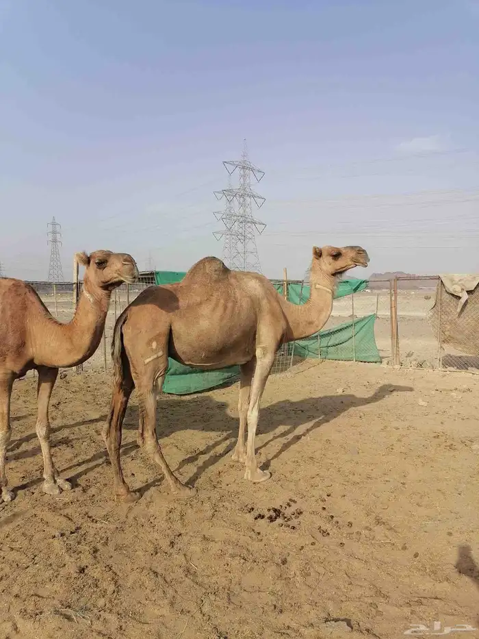 لقحتين حمر تم البيع 6