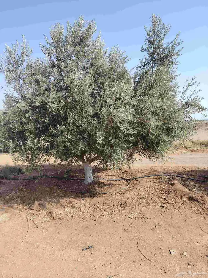 يوجد لدينا جميع انواع الأشجار التوصل علا 8