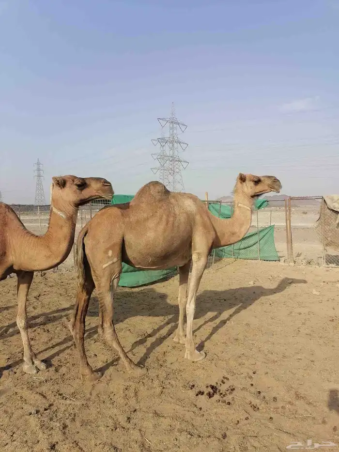 لقحتين حمر تم البيع 7
