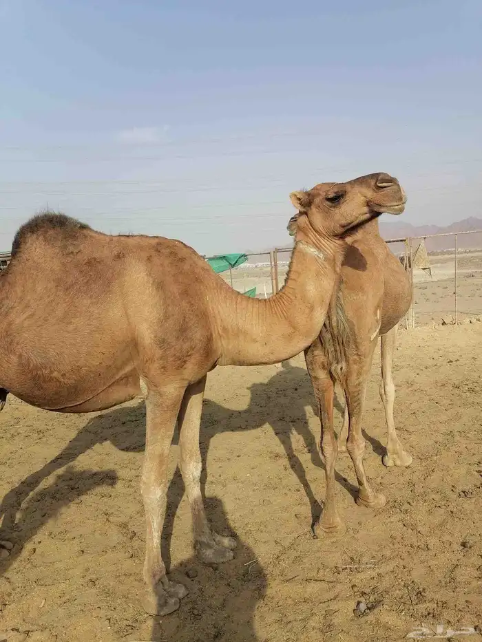 لقحتين حمر تم البيع 2