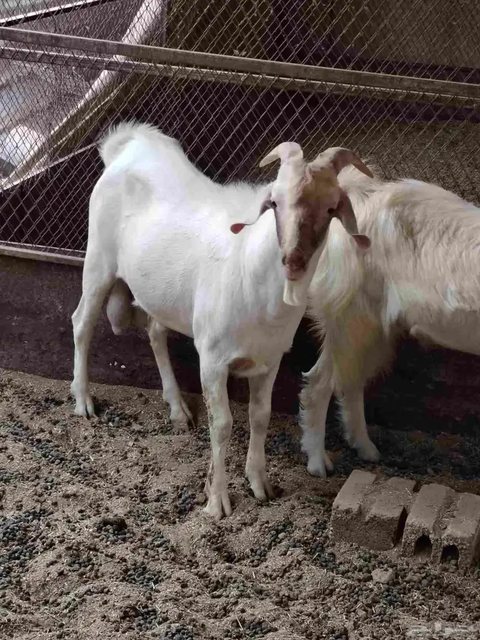 تيوس سانين فحول للبيع 0