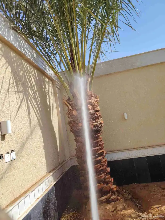 نخيل عربي واشنطني 6