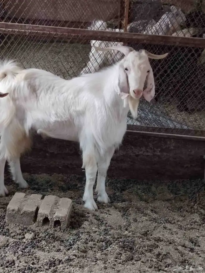 تيوس سانين فحول للبيع 1