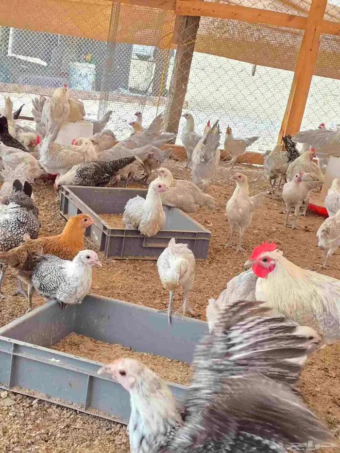 دجاج وديوك فيومي المونيوم صافي وشبابي بشاير للبيع 30