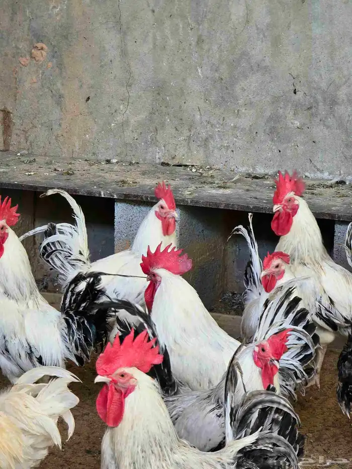 ديكه للبيع 0