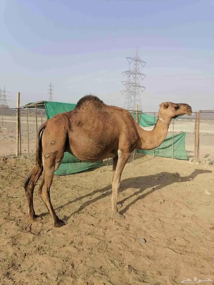 لقحتين حمر تم البيع 4