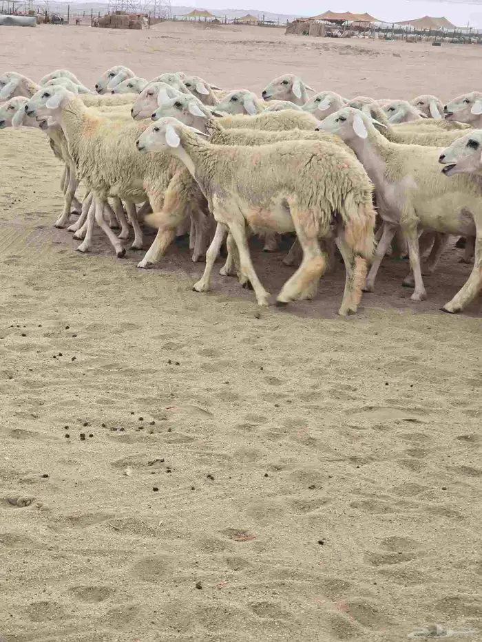 رخال طيبه 4