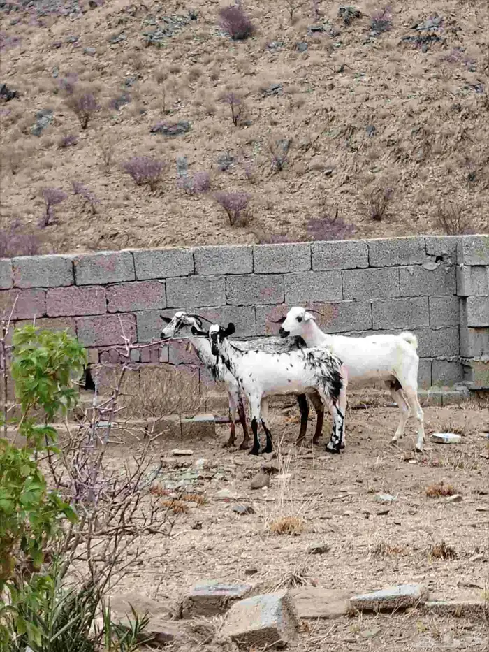 معزا صغار سن بالفحل 4